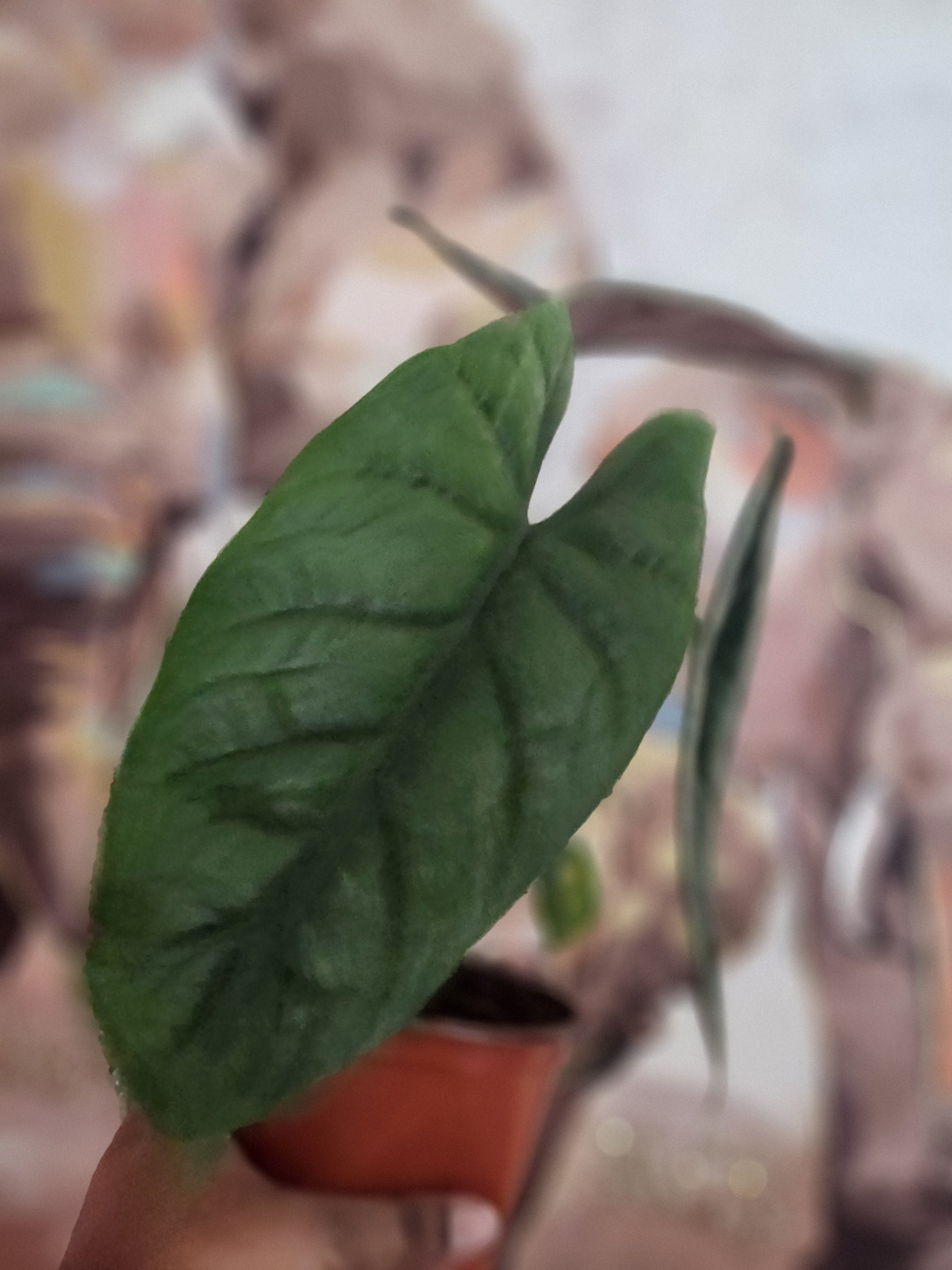 Alocasia Scalprum