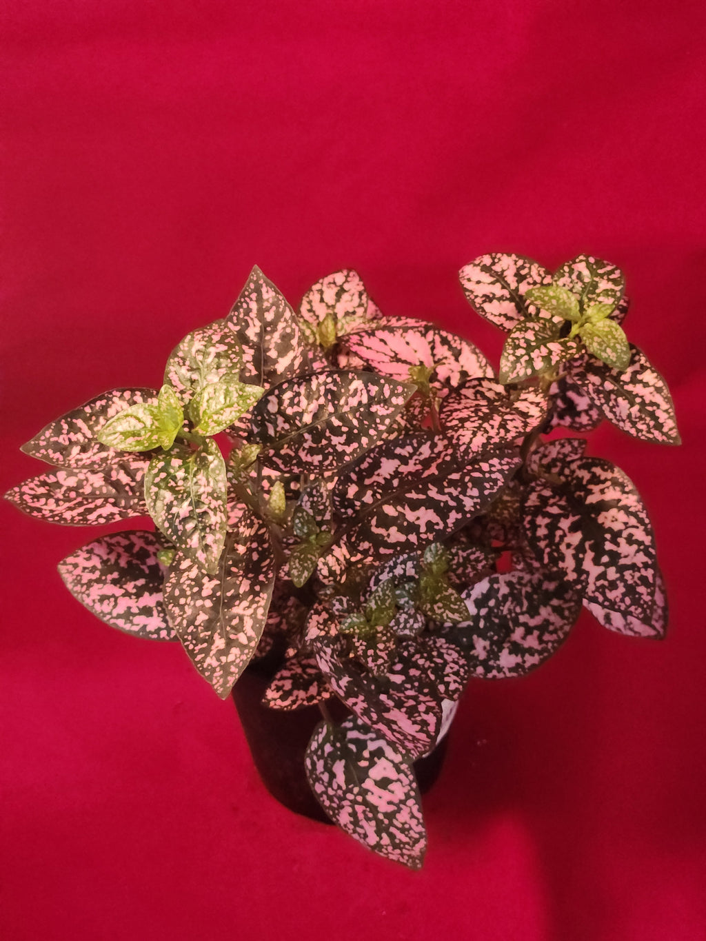 Pink Polka Dot plant