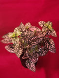 Pink Polka Dot plant