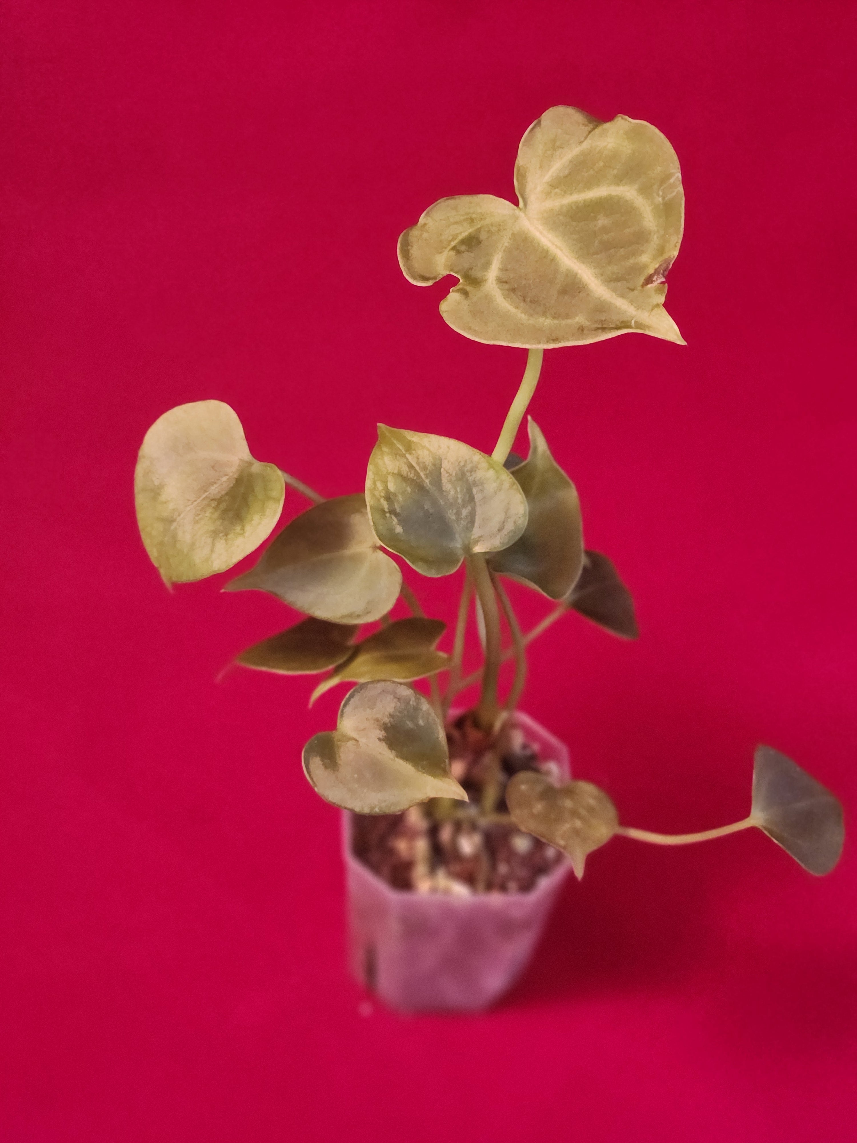 Anthurium Clarinervium