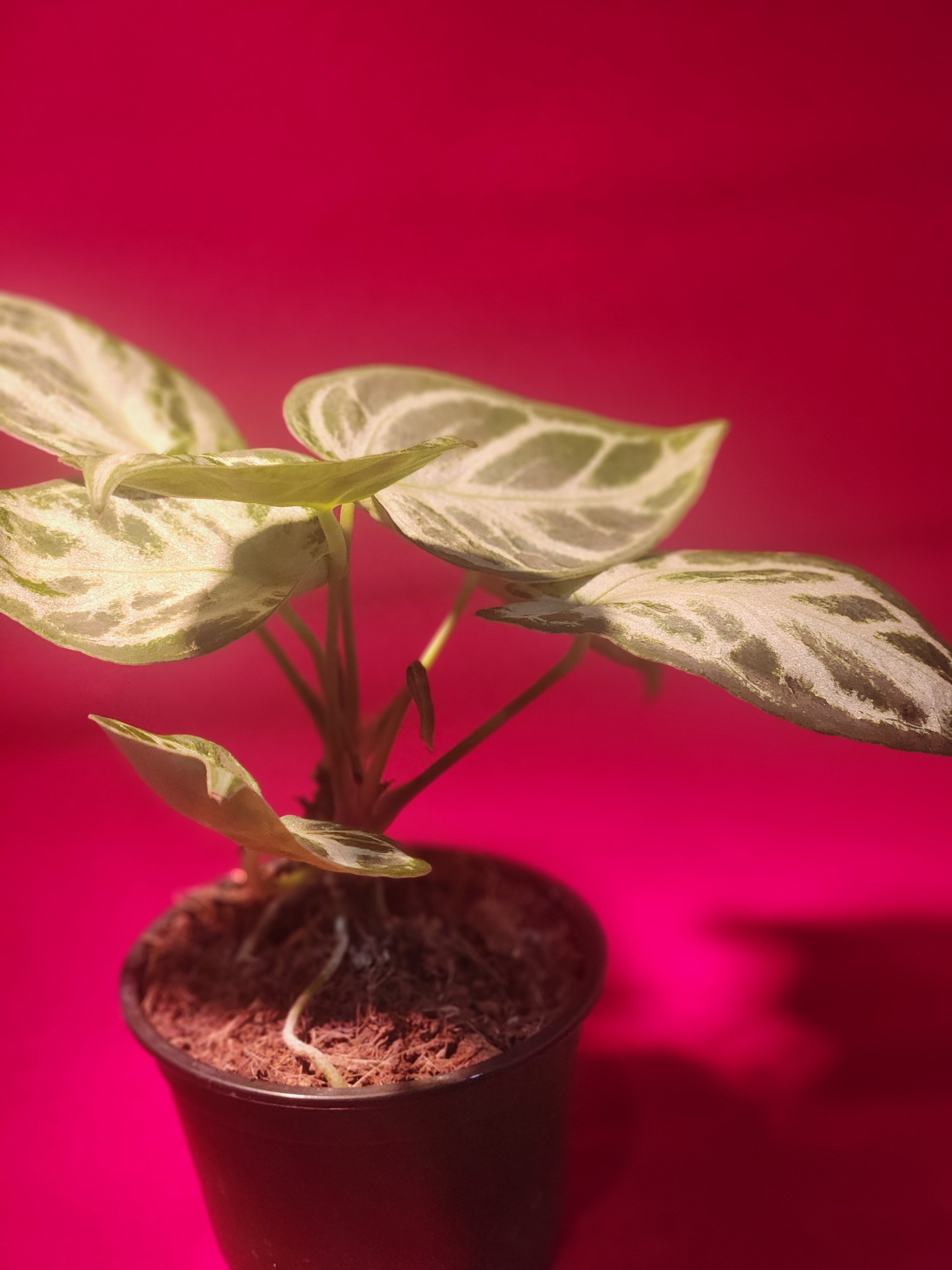 Anthurium Silver Blush
