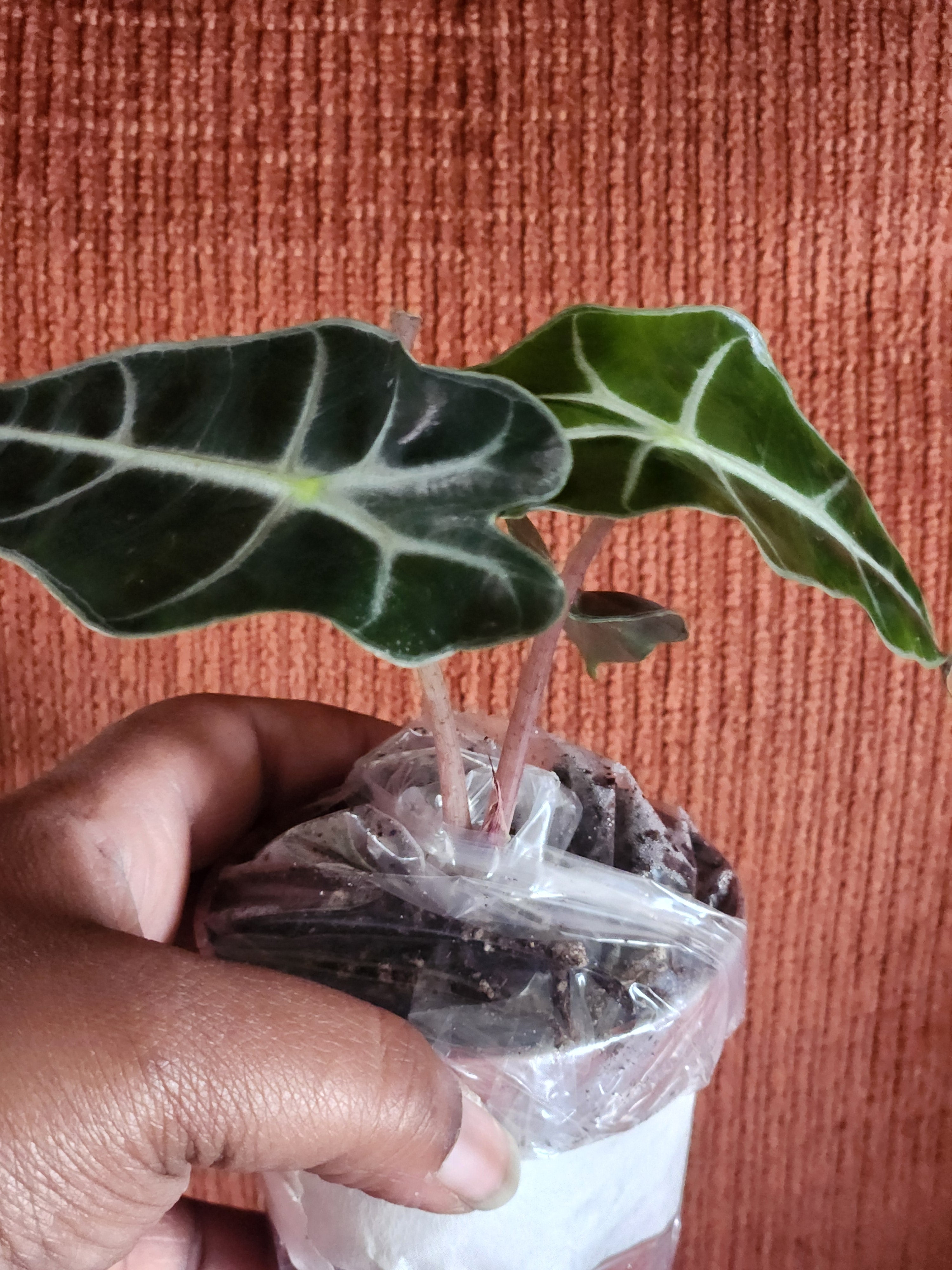 Alocasia Polly 3" starter