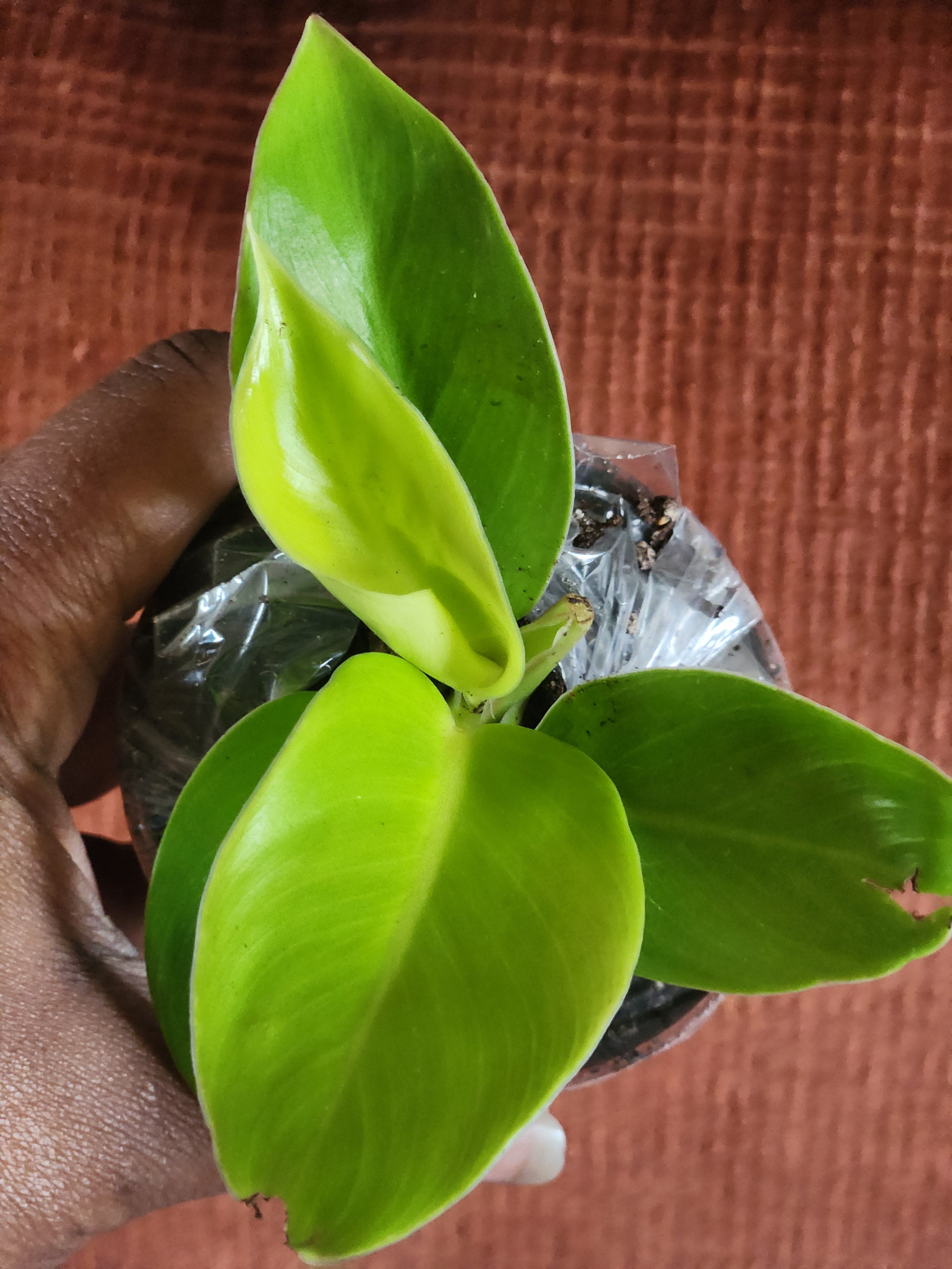 Philodendron Moonlight 3 in