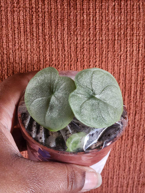 Alocasia Melo 3" starter