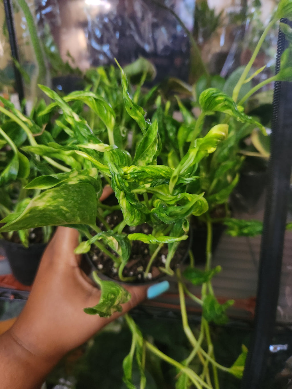 4" Epipremnum 'Shangri La'