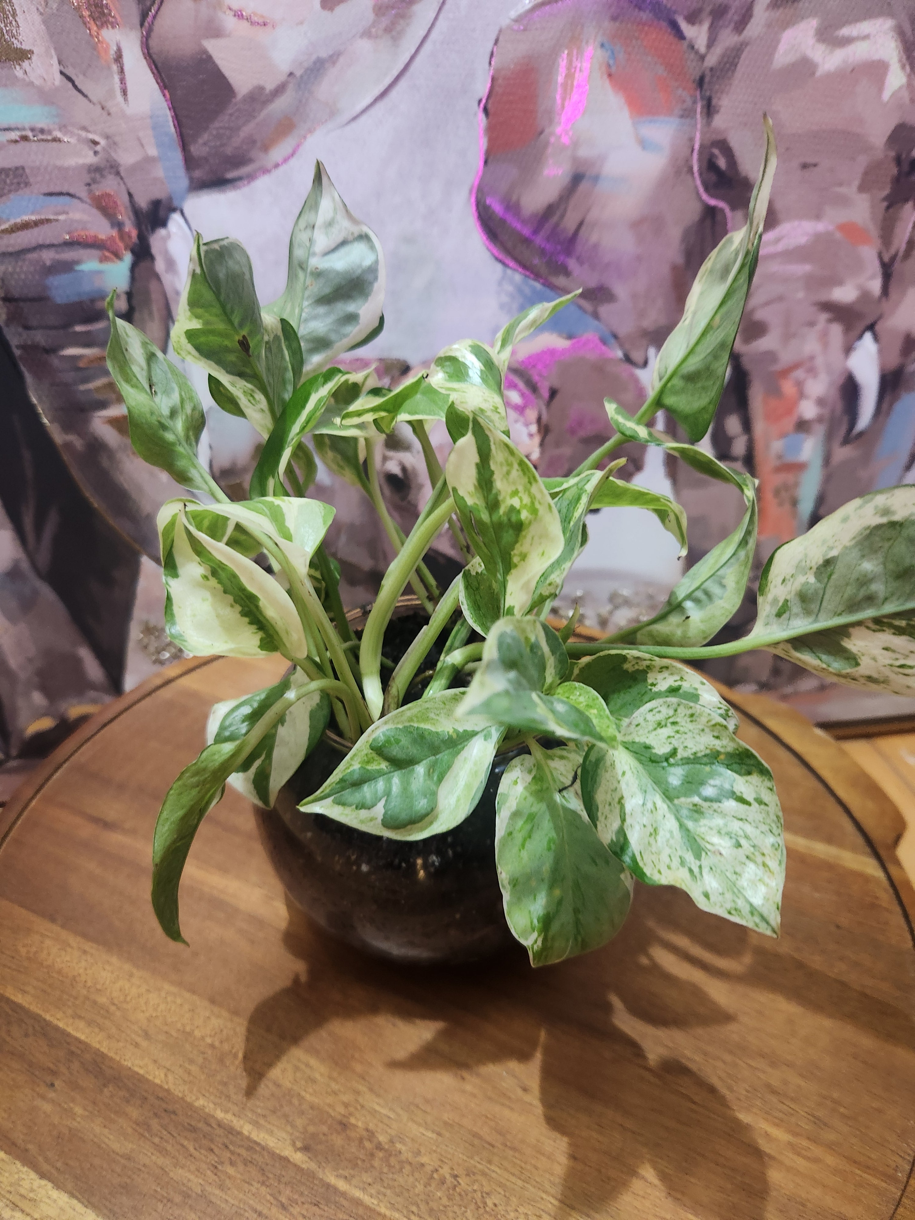 N'Joy Pothos in 3" Nursery Pot