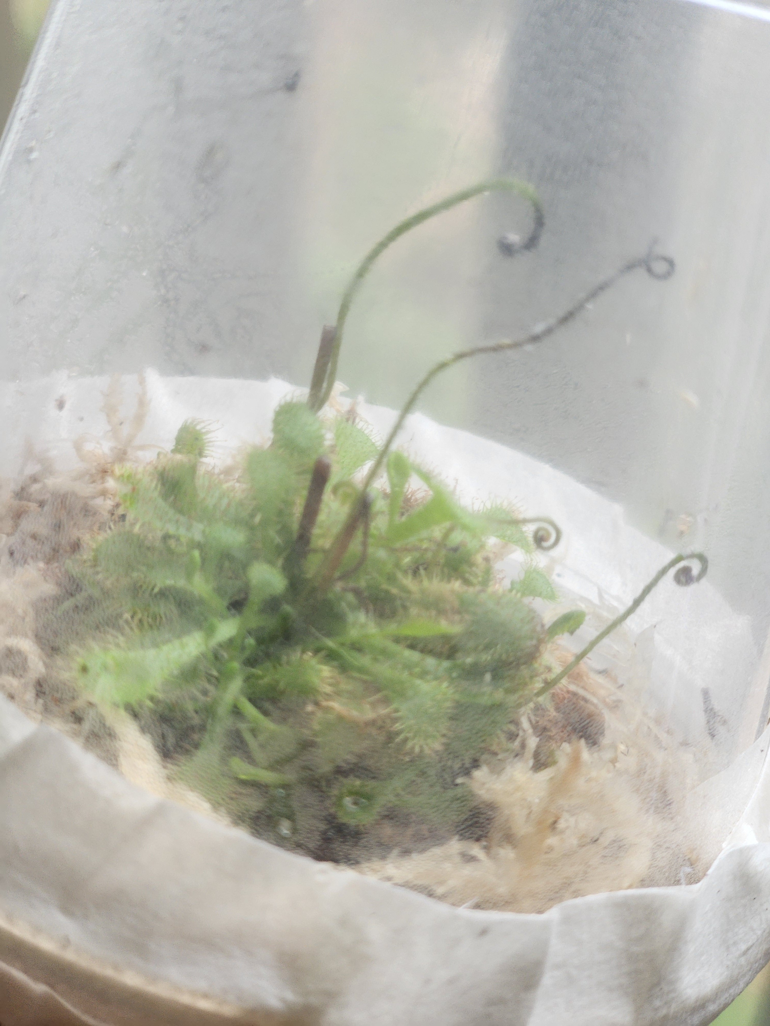 Drosera Capensis x Spatulata (Cape Sundew) 3" starter