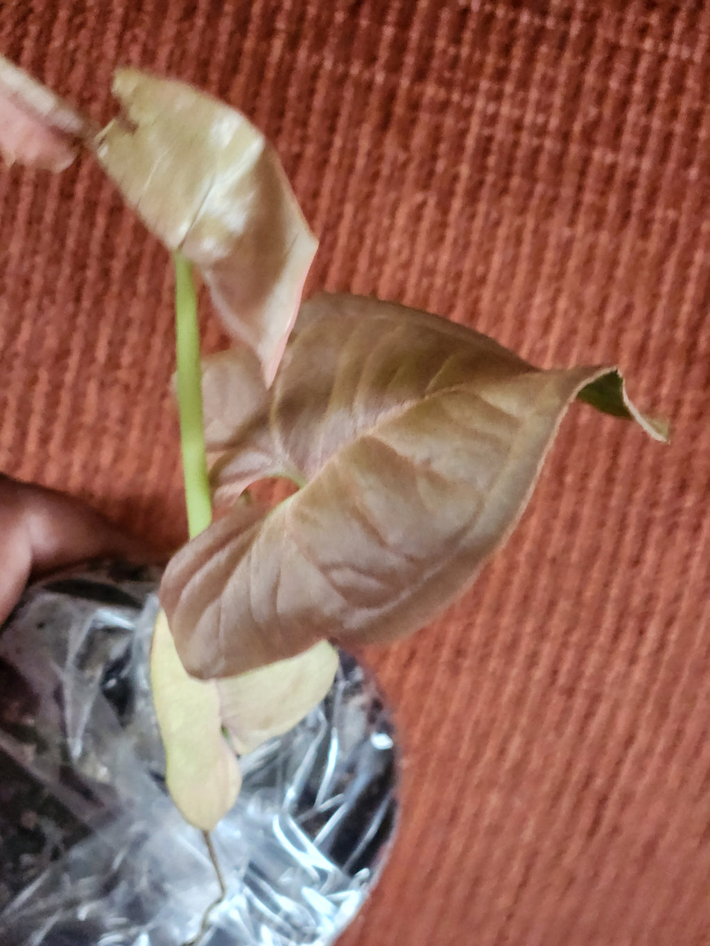 Syngonium Neon Robusta 3" starter