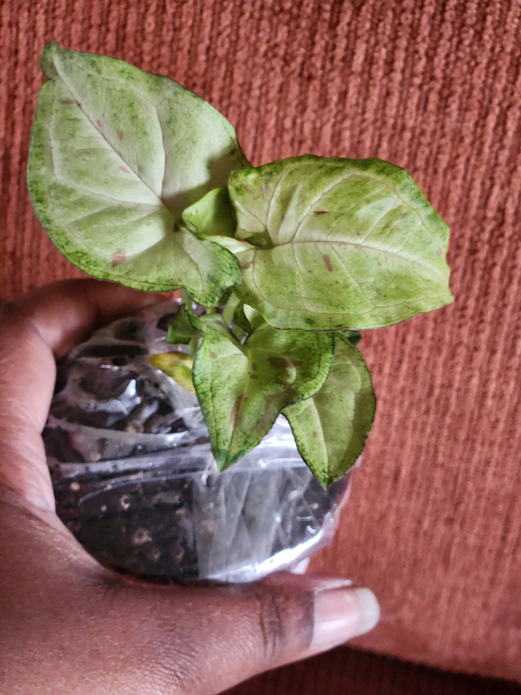 Syngonium Milk Confetti (Fiesta) Houseplant – 3" Pot
