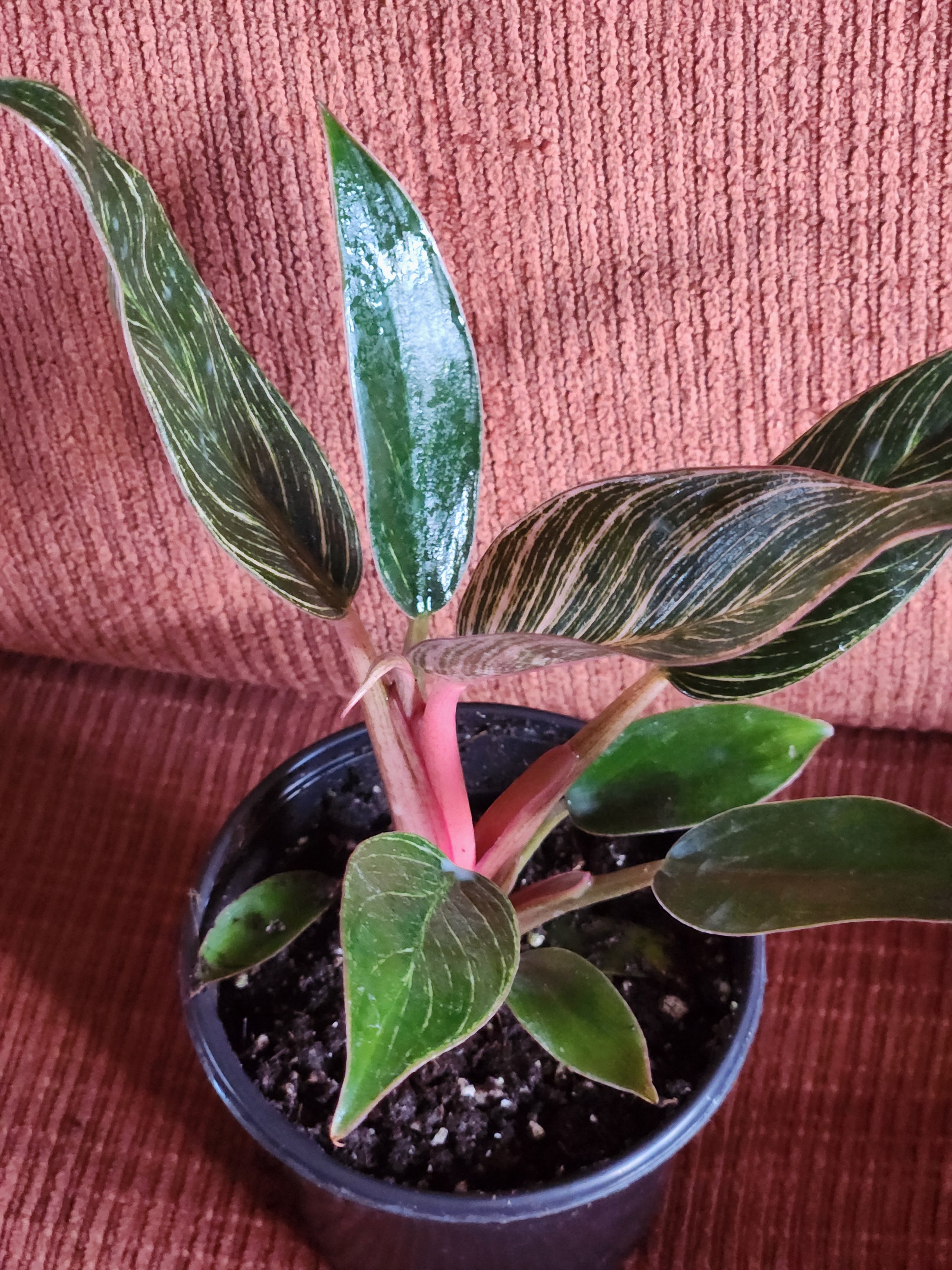 Pink philodendron Birkin