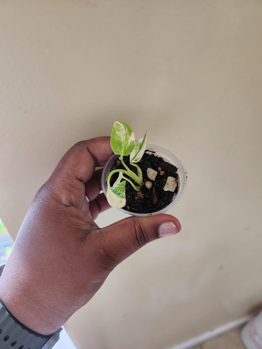 Monstera Creme Brule 2 inch