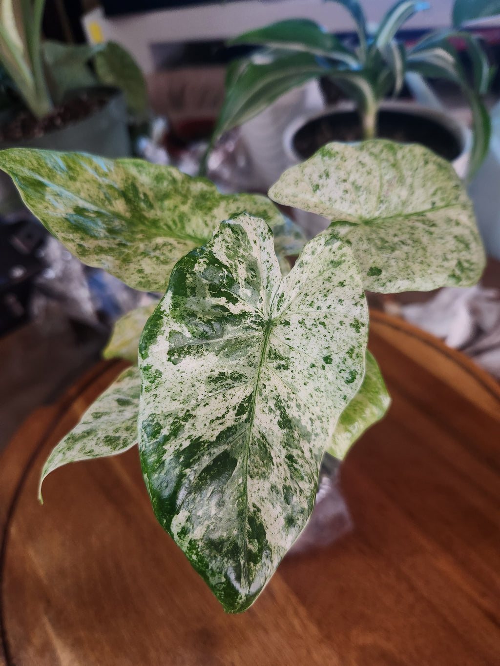Alocasia Odora Batik Variegated 4 inch Grower Pot