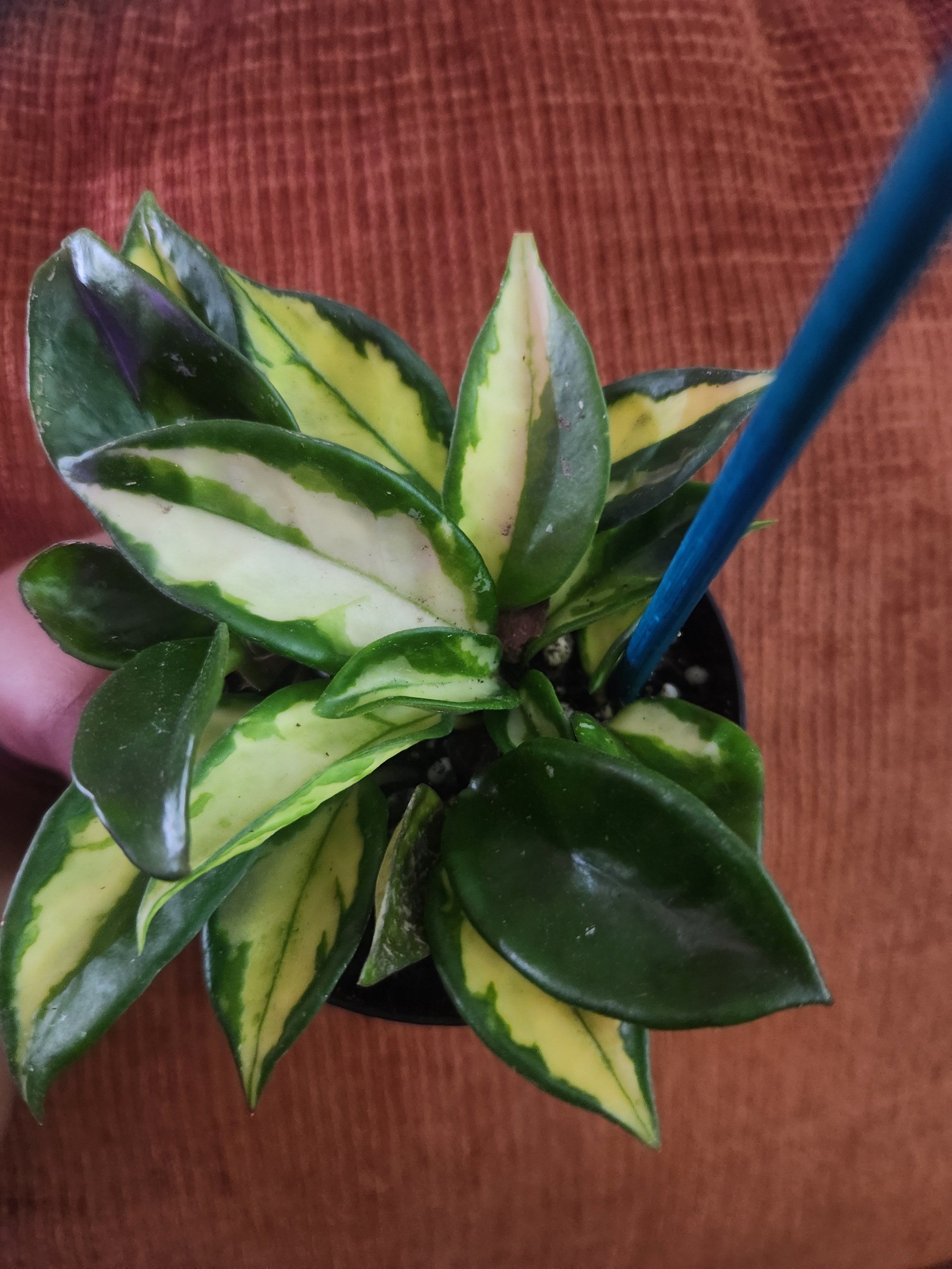 Hoya Krimson Princess
