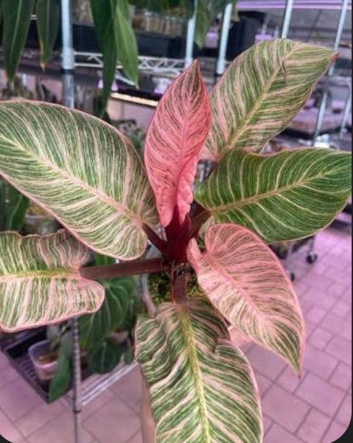 Pink philodendron Birkin