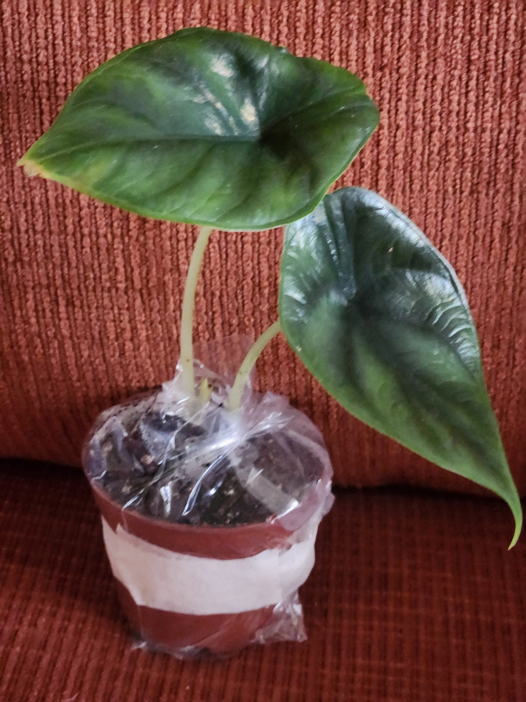 Alocasia Green Unicorn 3" starter