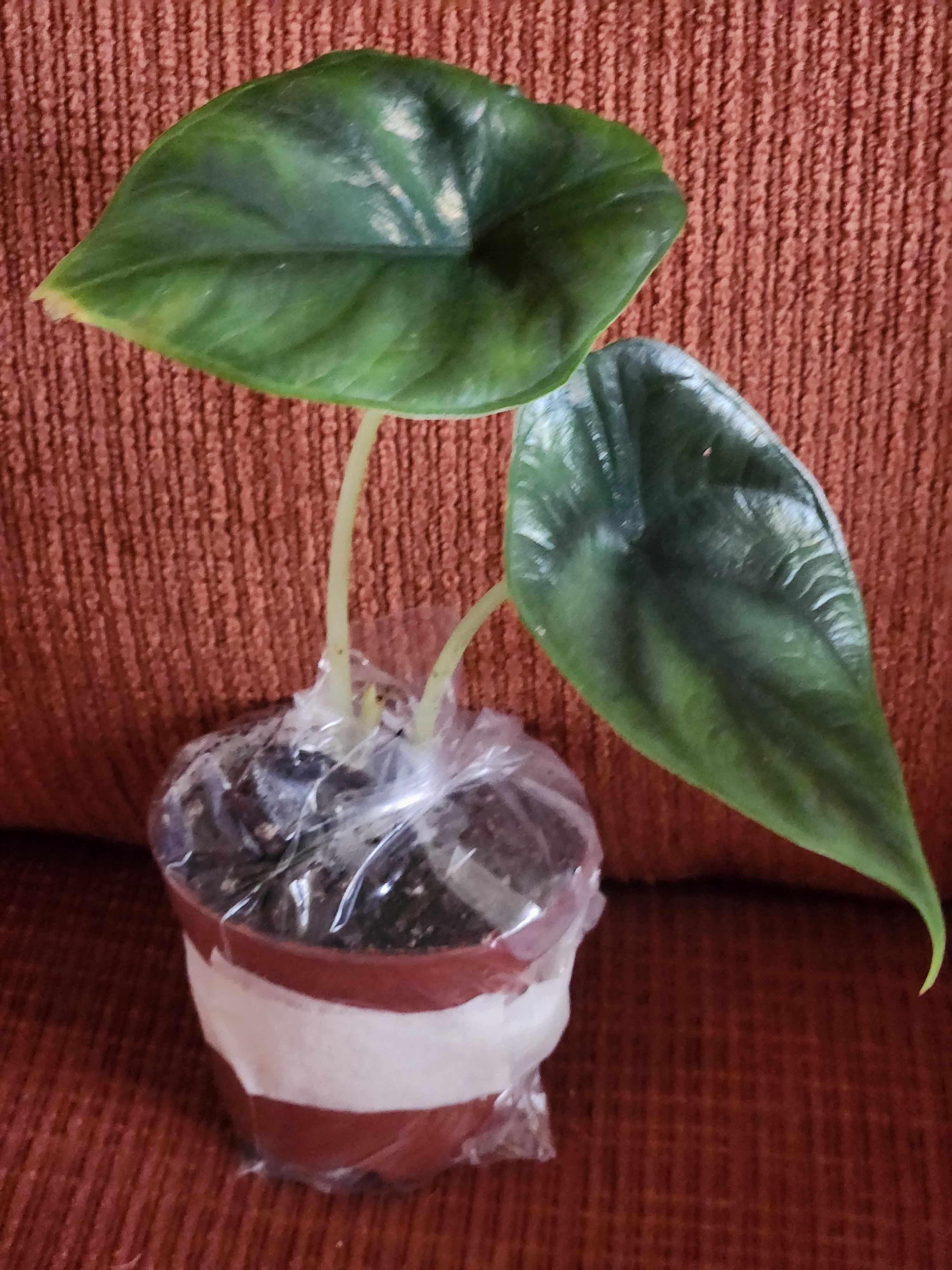 Alocasia Green Unicorn 3" starter