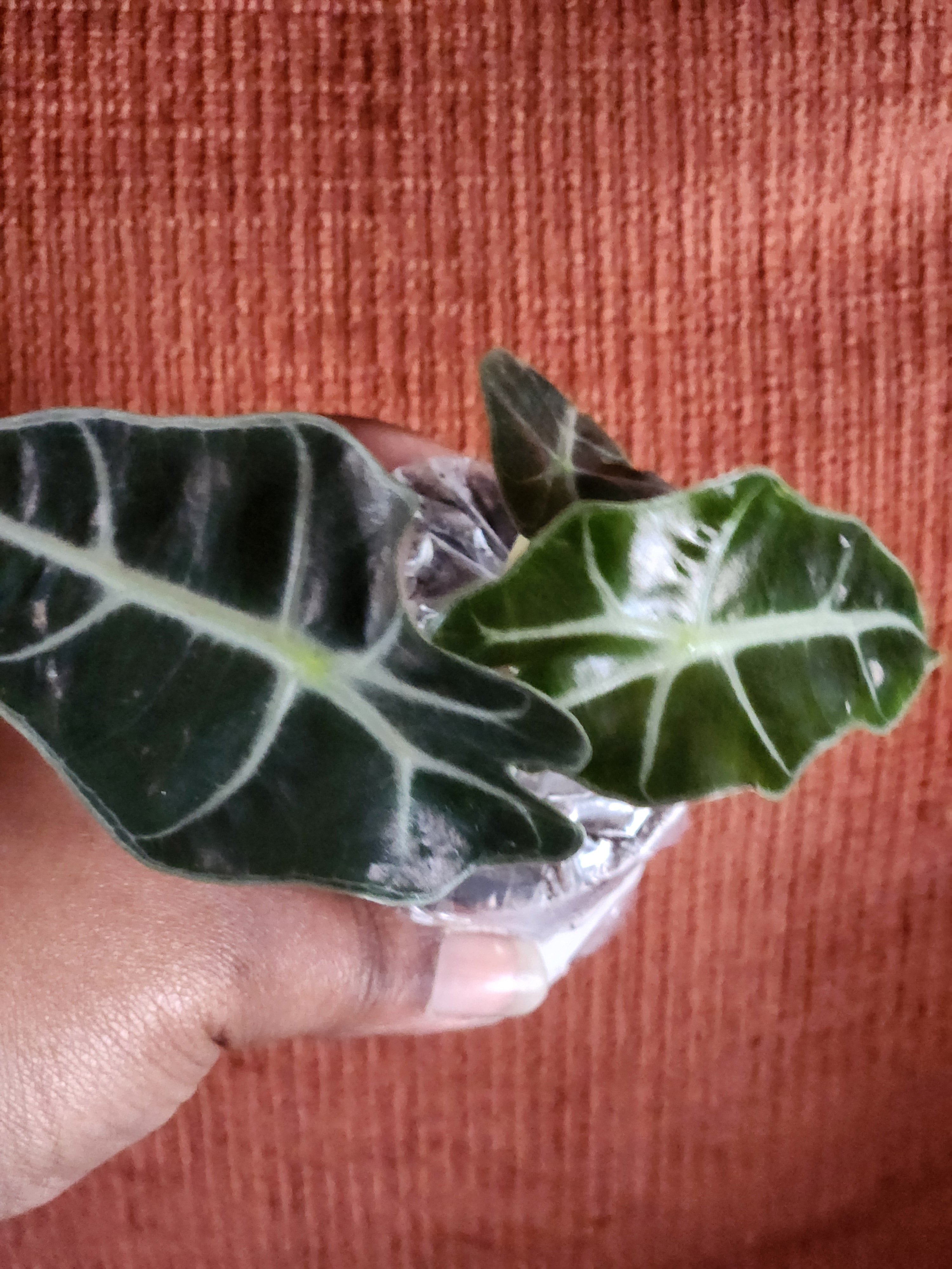 Alocasia Polly 3" starter