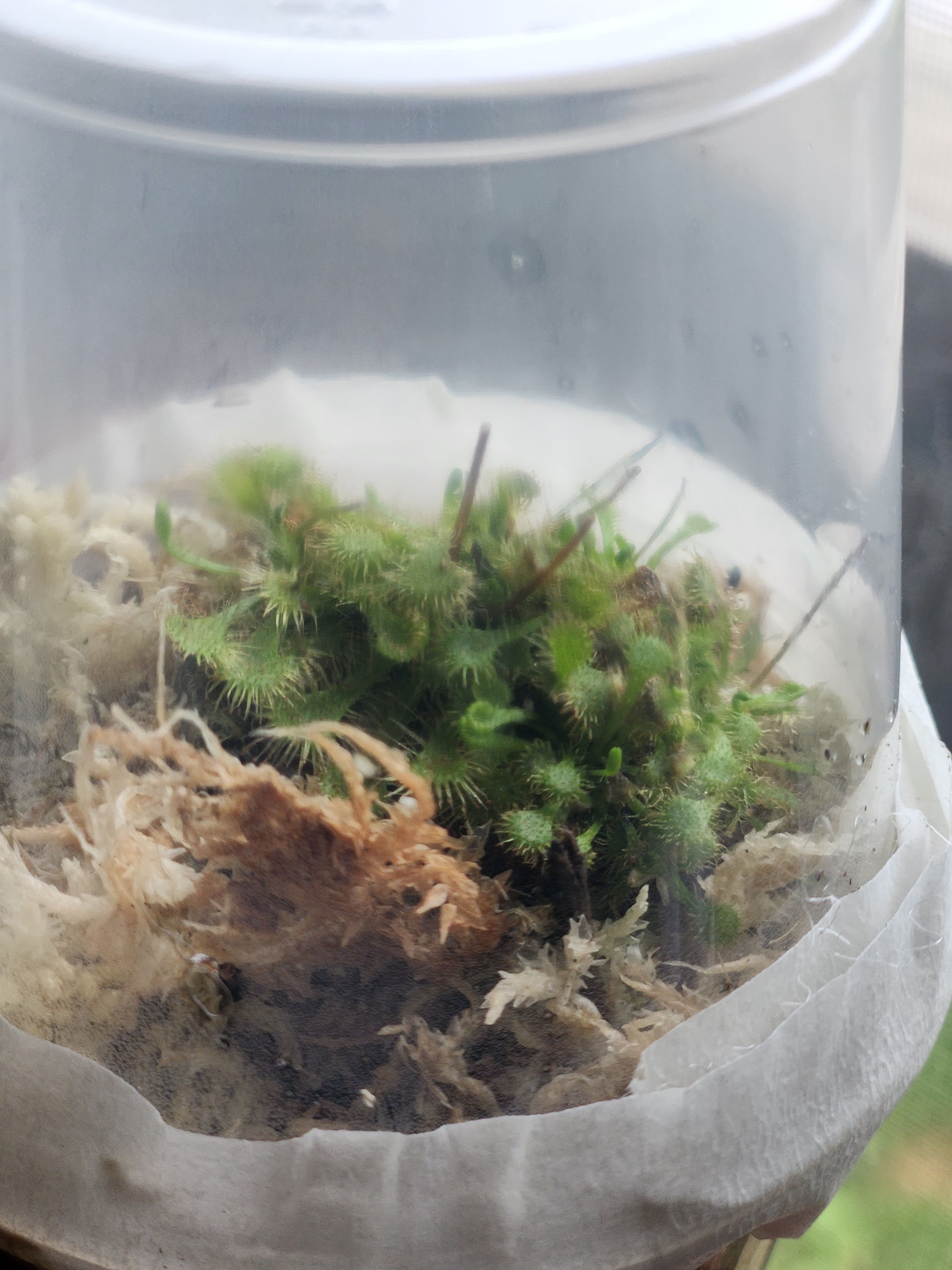 Drosera Capensis x Spatulata (Cape Sundew) 3" starter