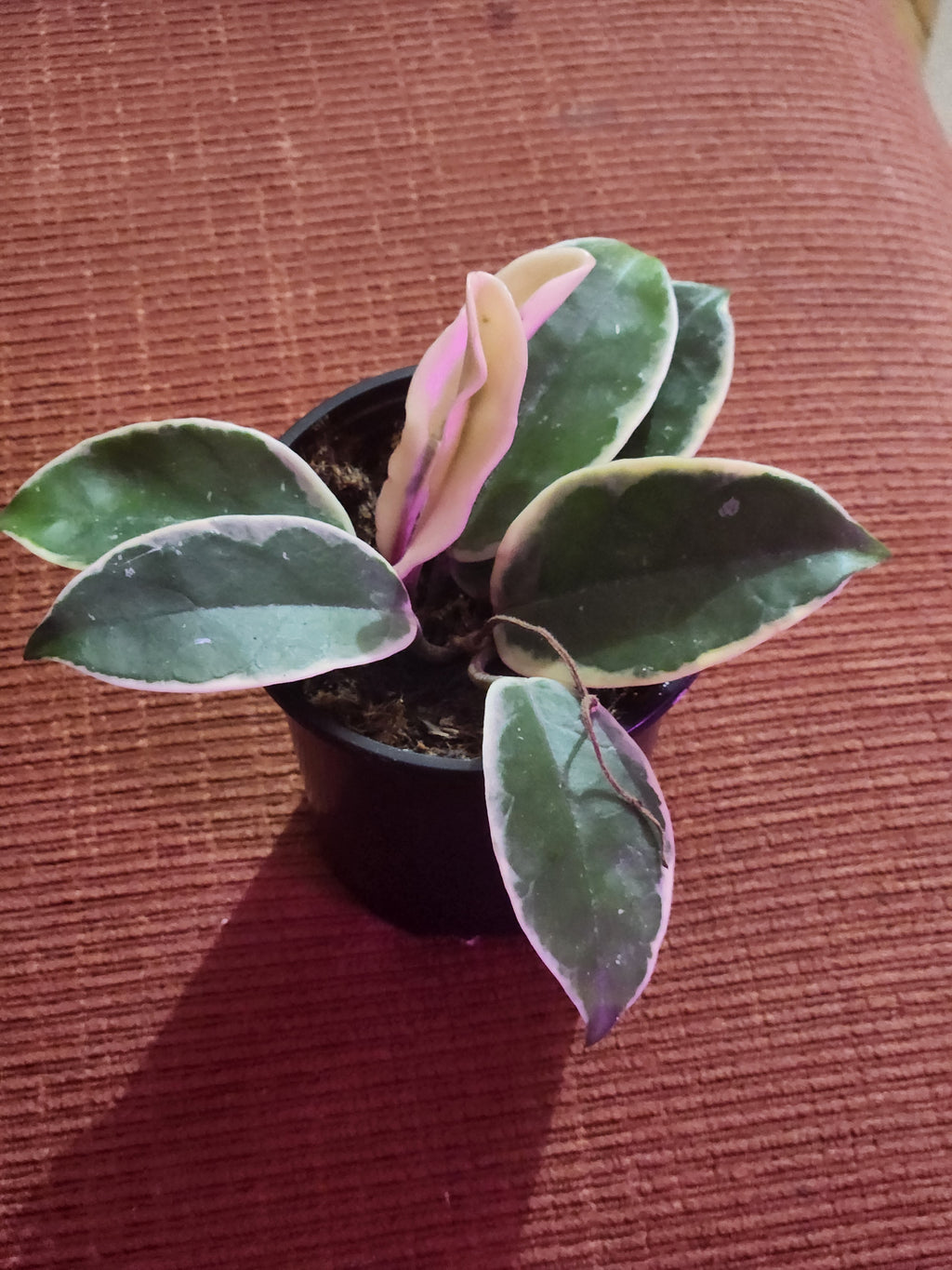 Hoya Carnosa(Krimson Queen) 4"