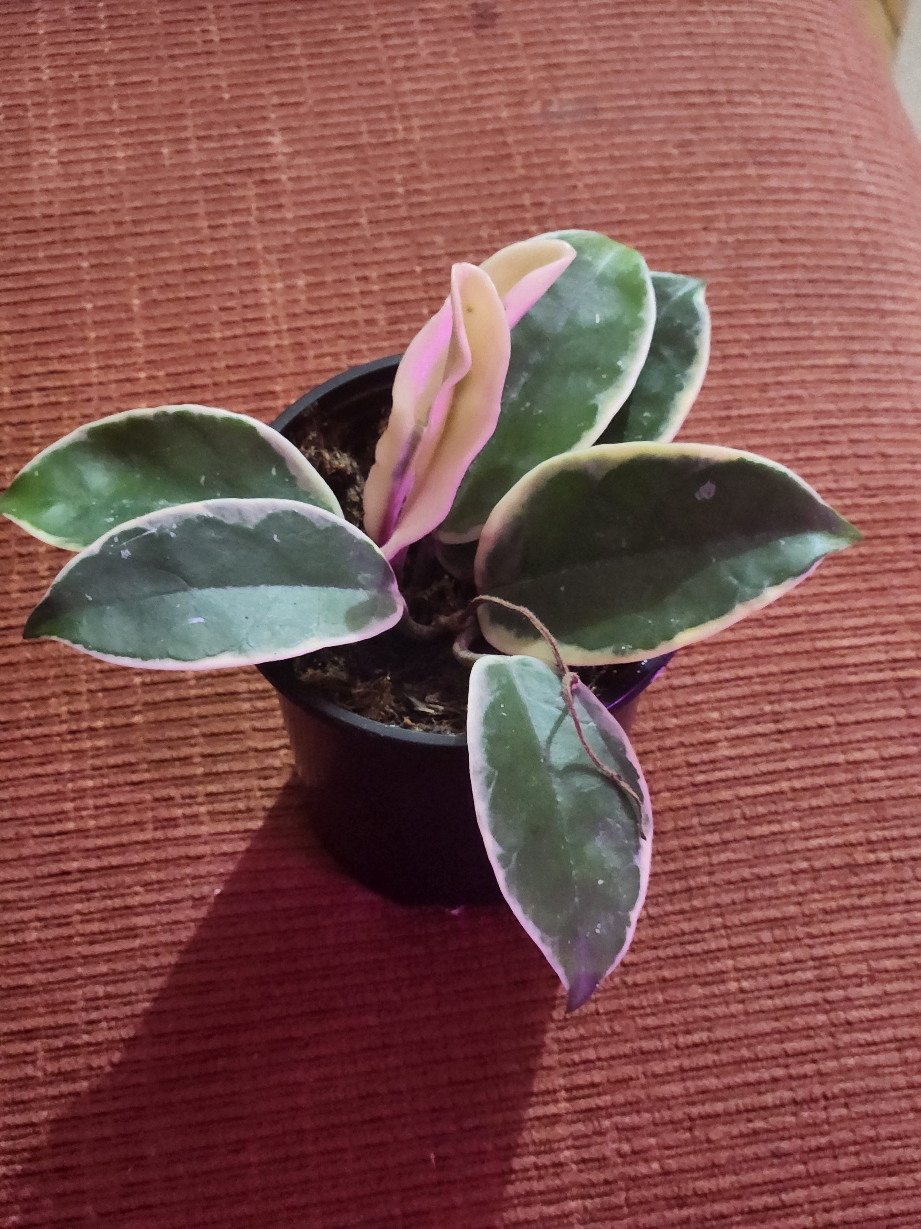 Hoya Carnosa(Krimson Queen) 4"