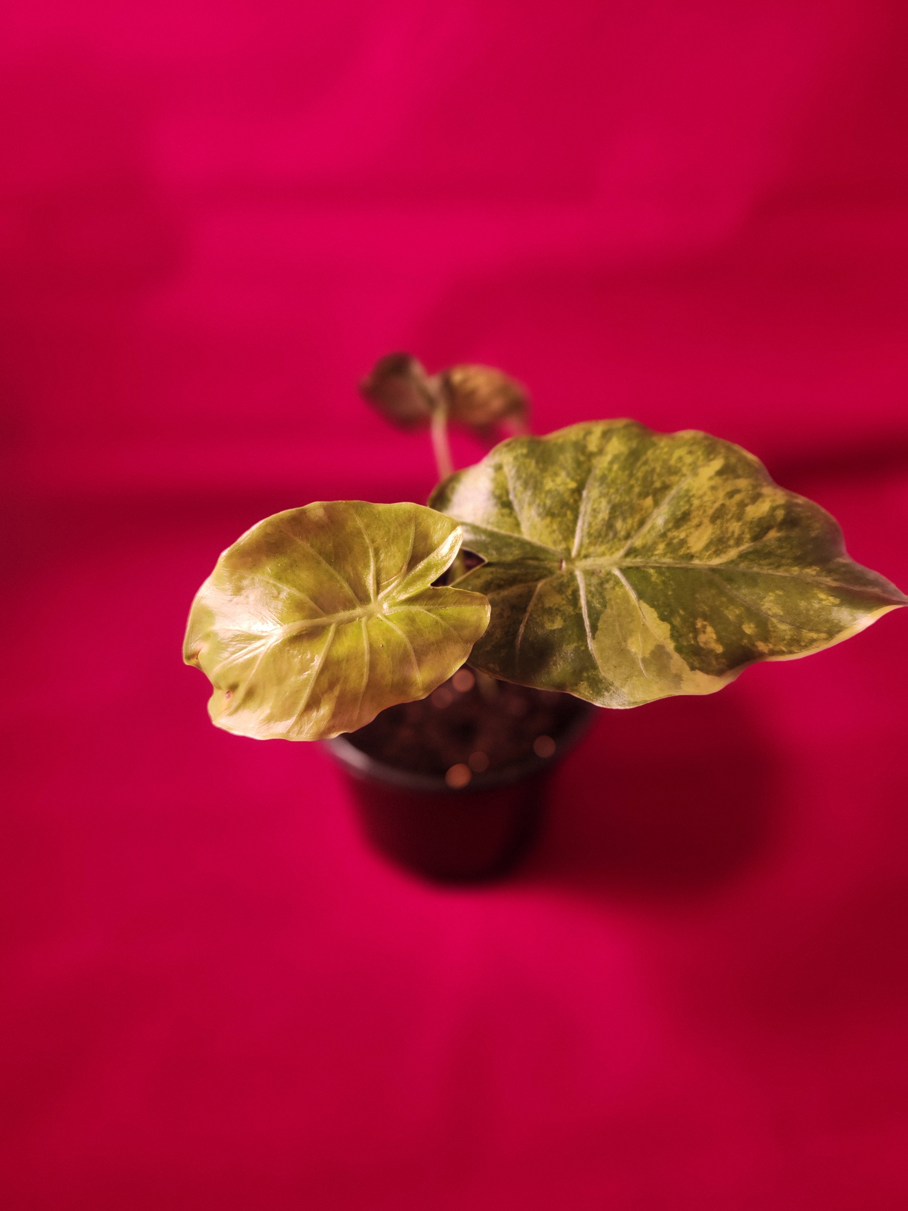 Alocasia Gageana 4"