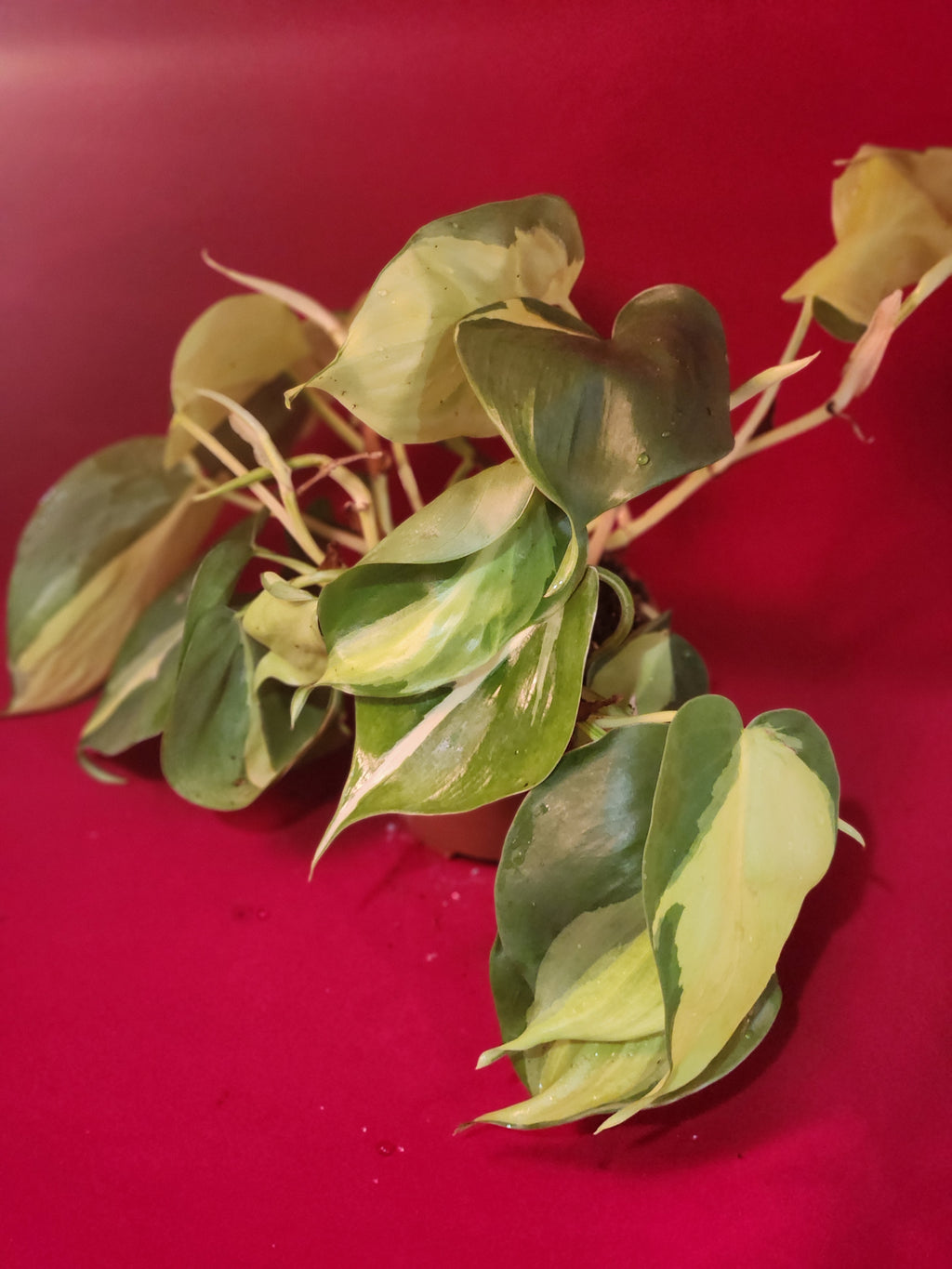 Philodendron Brasil 4in