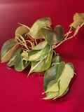 Philodendron Brasil 4in