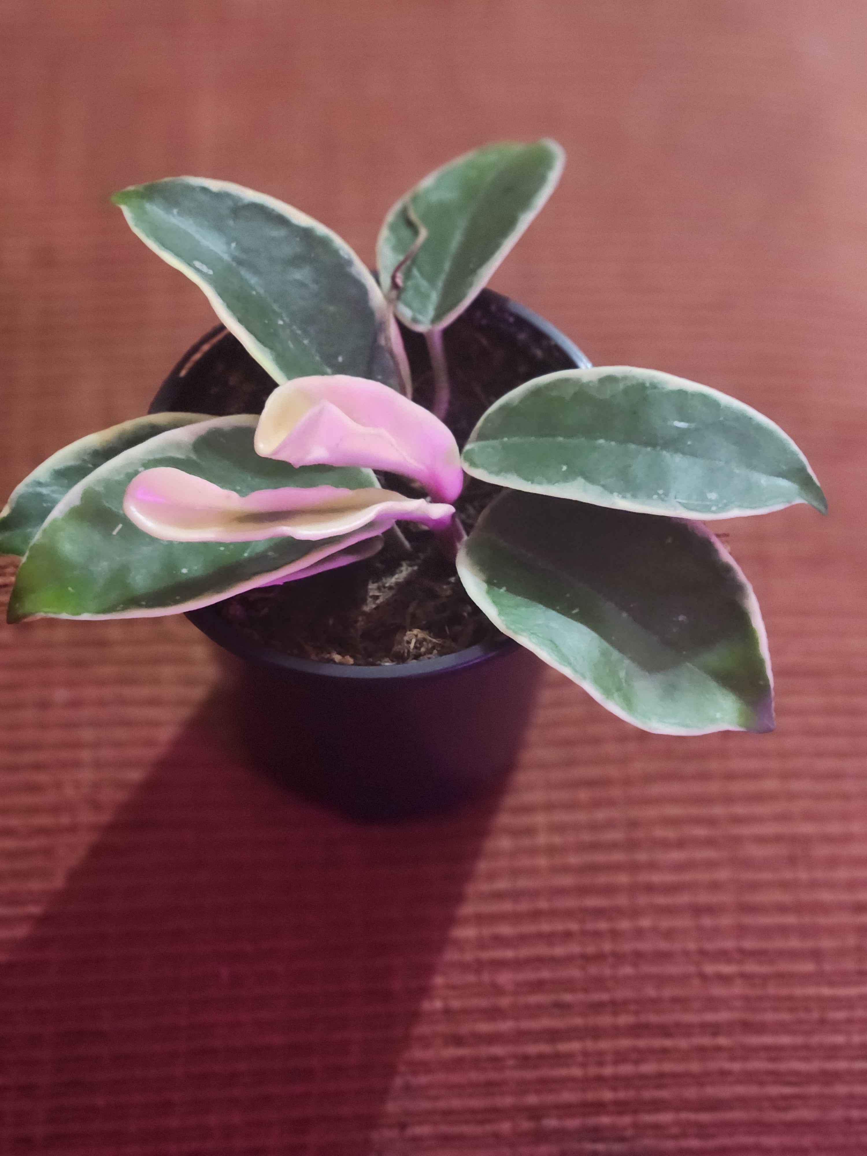 Hoya Carnosa(Krimson Queen) 4"