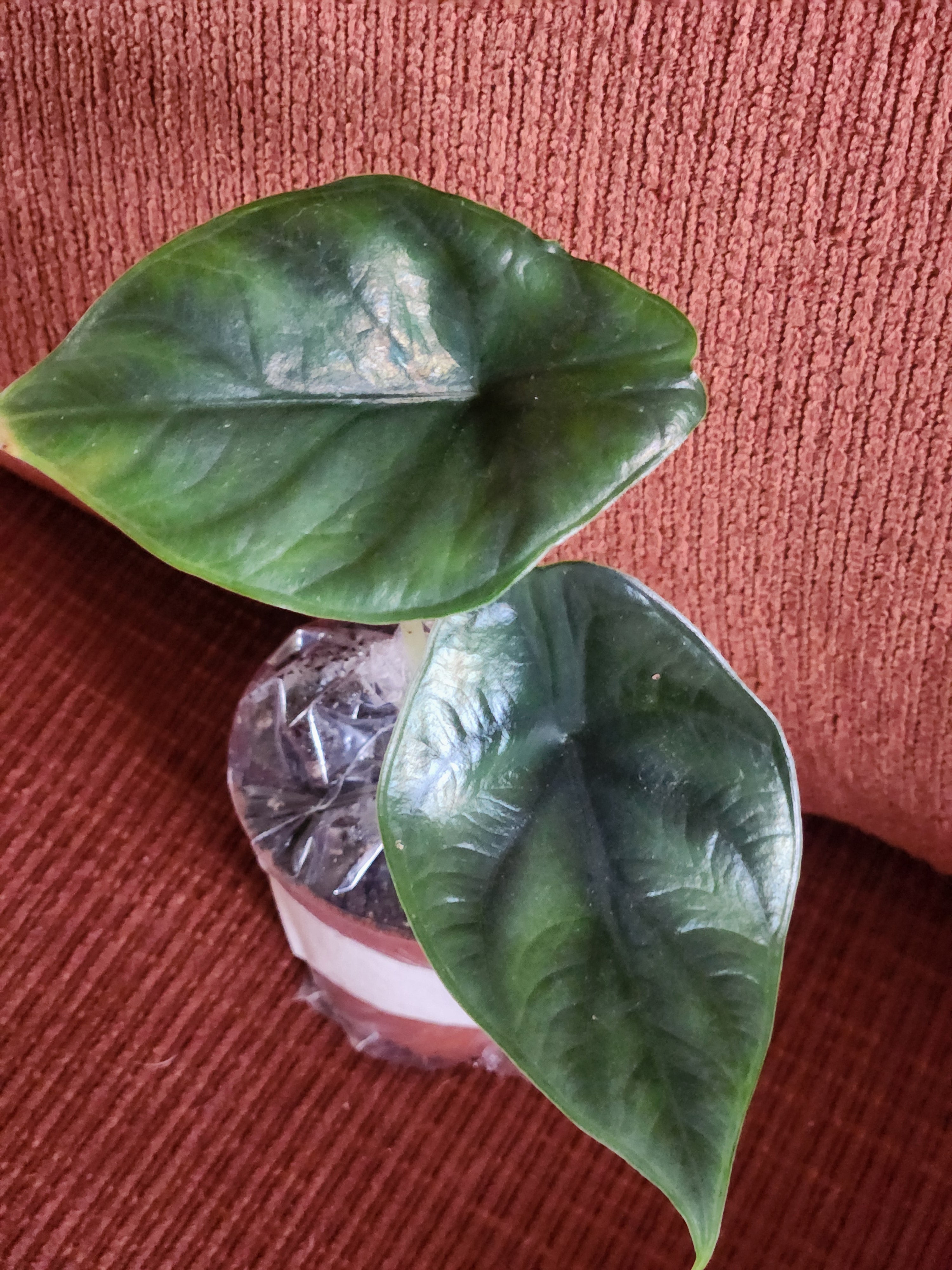 Alocasia Green Unicorn 3" starter