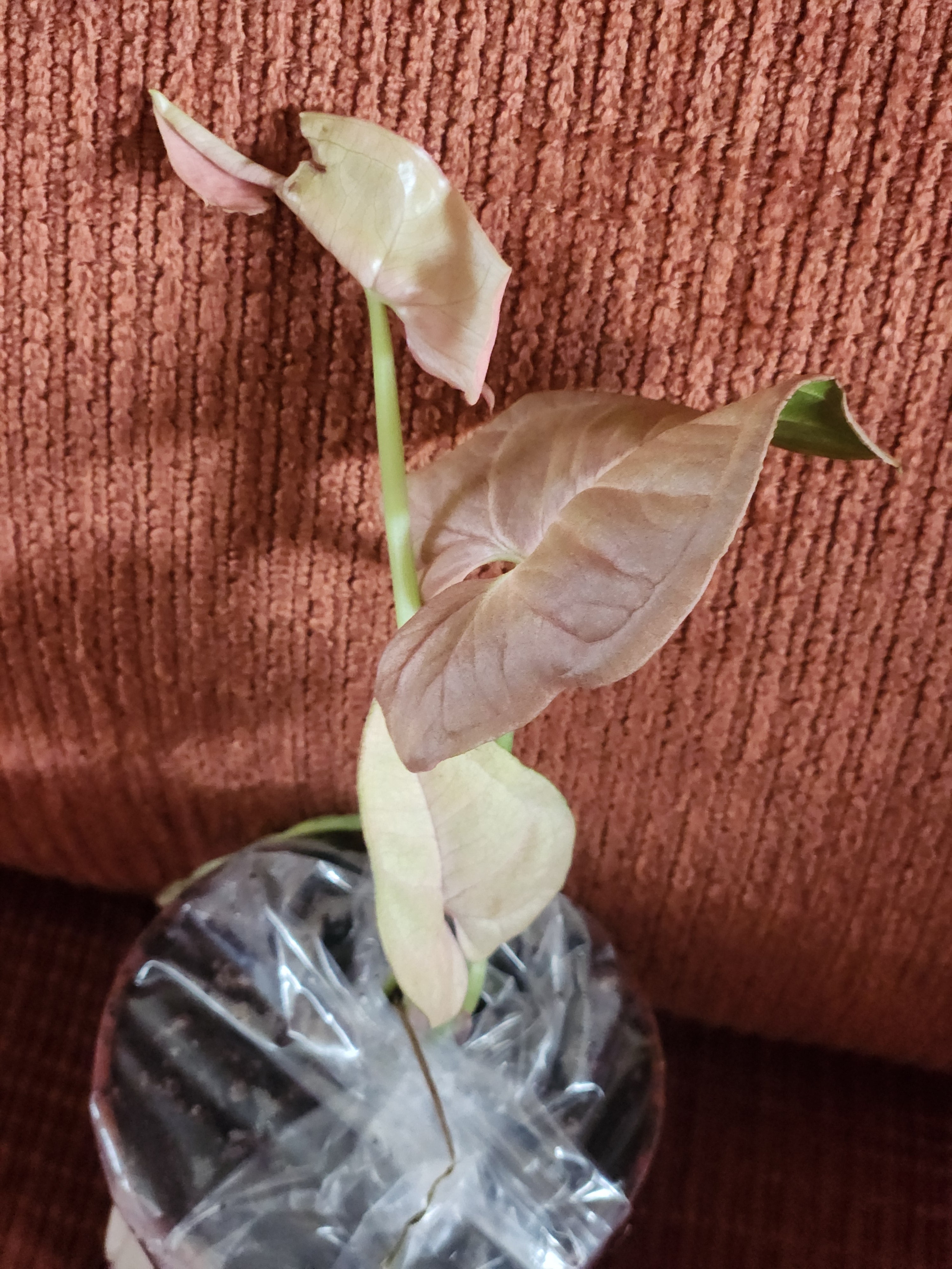 Syngonium Neon Robusta 3" starter