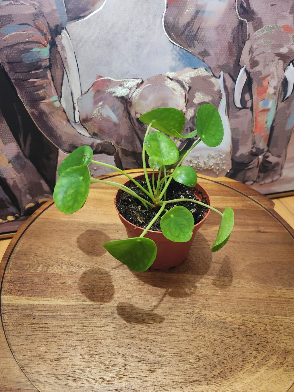 Pilea