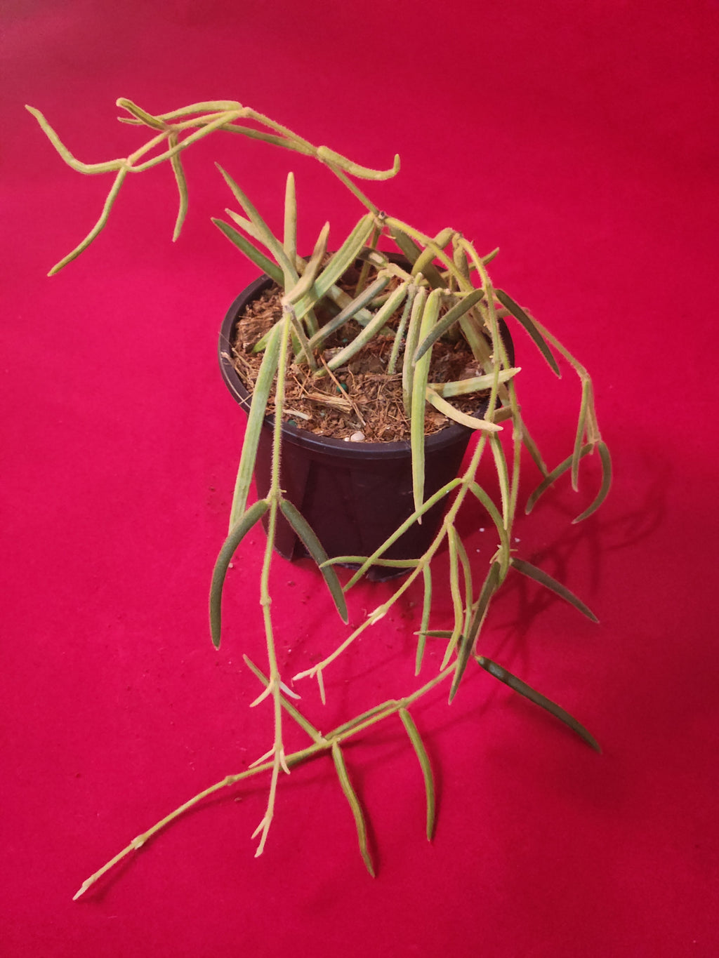 Hoya Linearis Trailing Houseplant
