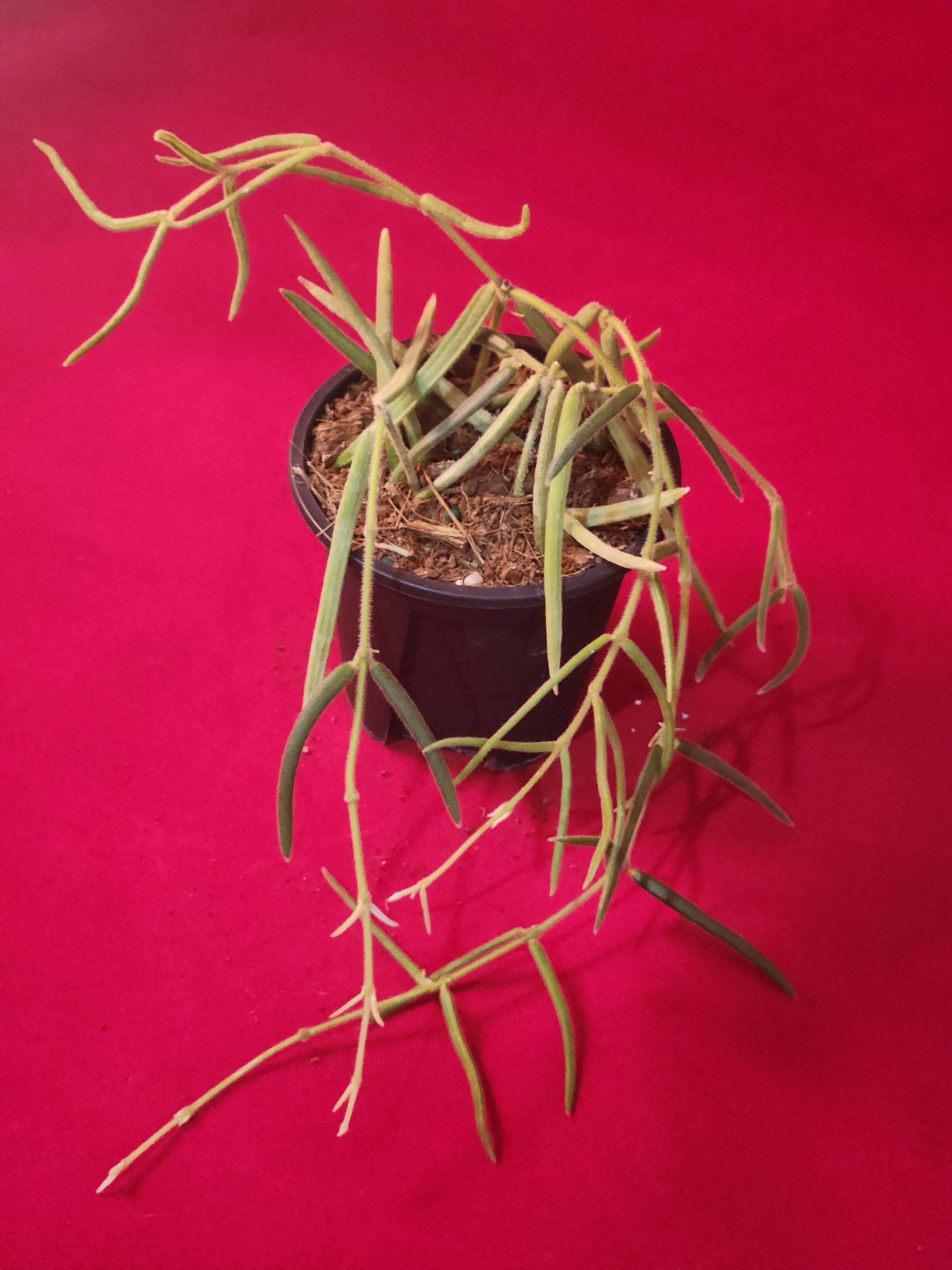 Hoya Linearis Trailing Houseplant