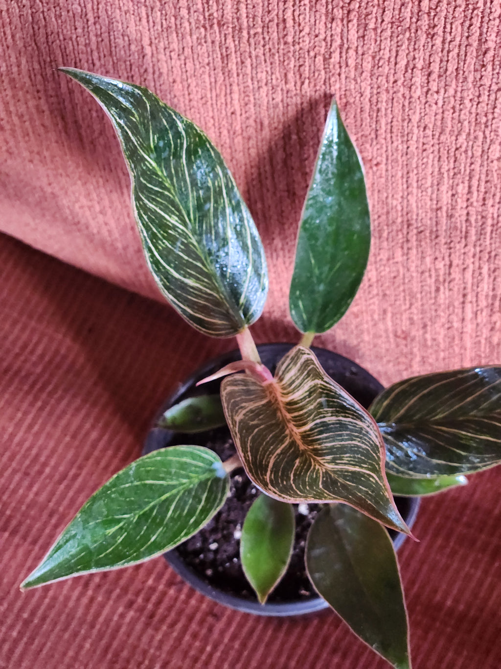 Pink philodendron Birkin