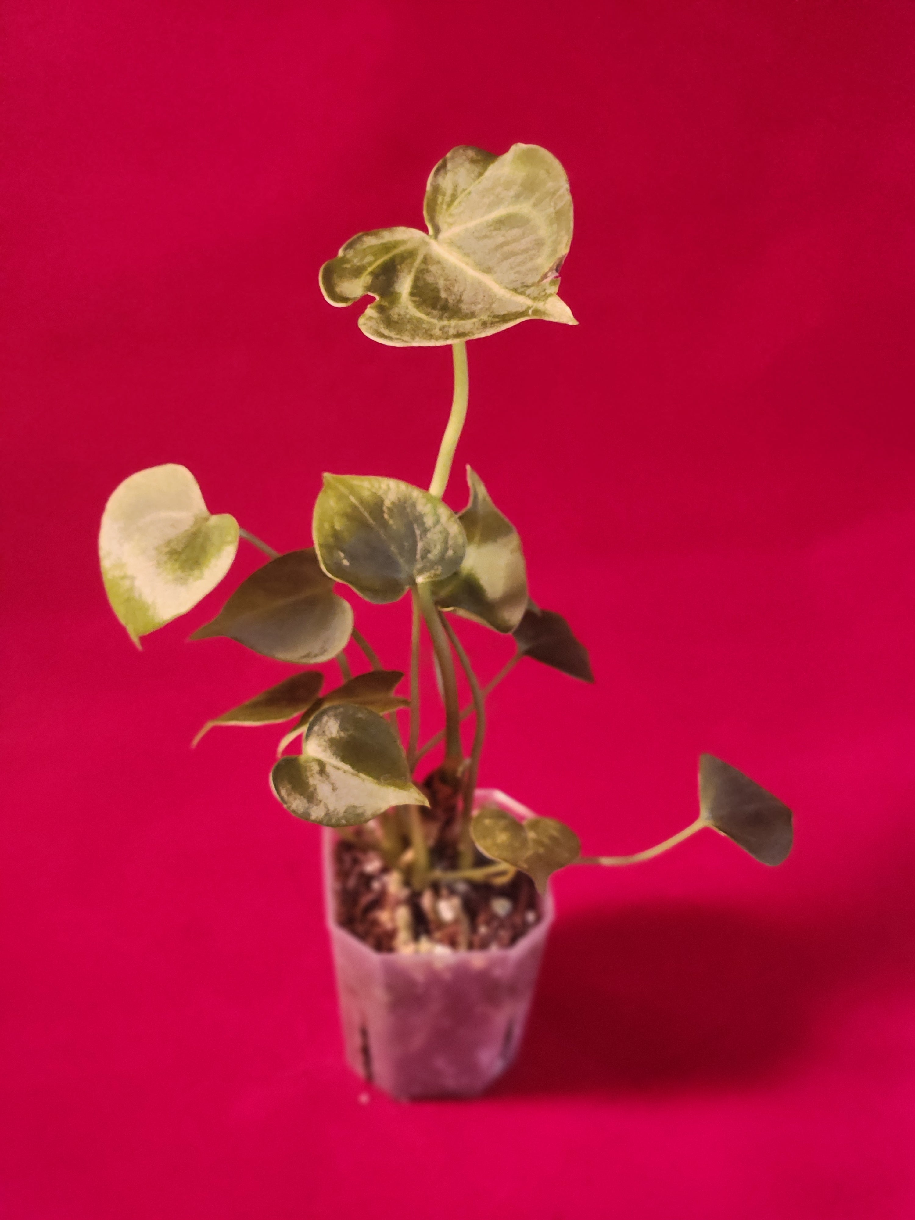 Anthurium Clarinervium